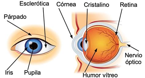 Los 5 Sentidos Cuáles Son Sus Funciones Y Órganos Enciclopedia