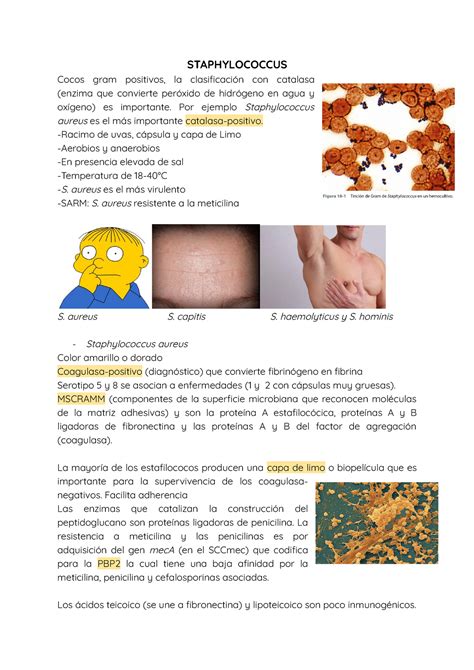 Staphylococcus Apuntes Staphylococcus Cocos Gram Positivos La