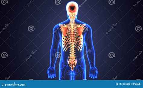 3d Illustration Of Axial Skeleton Include Skull Vertebral Column