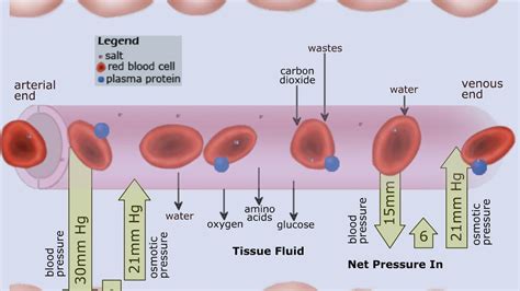 Wcln Capillary Fluid Exchange Youtube