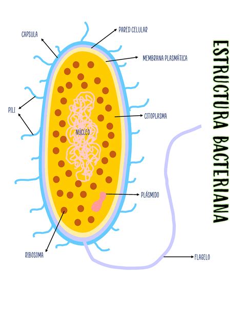 Esquema Bacteria Mapa Ribosoma Pl Smido Flagelo Capsula Citoplasma