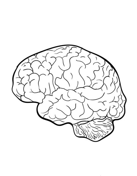 20 Easy Brain Drawing Ideas How To Draw A Brain Blitsy