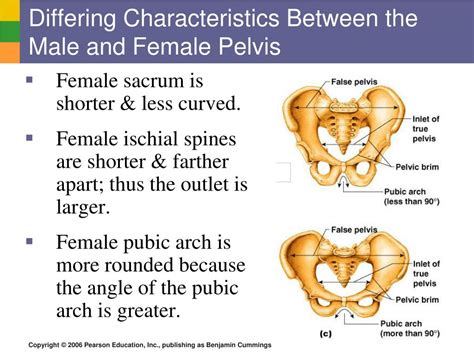 Male Vs Female Pelvis Differences Anatomy Of Skeleton