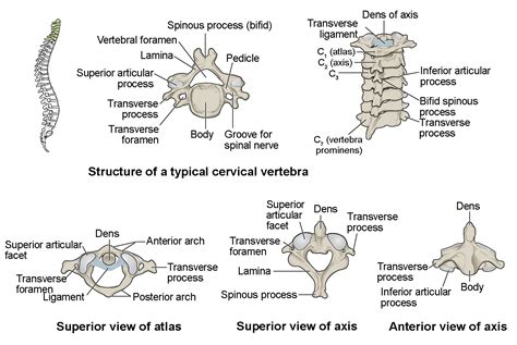 The Vertebral Column Anatomy