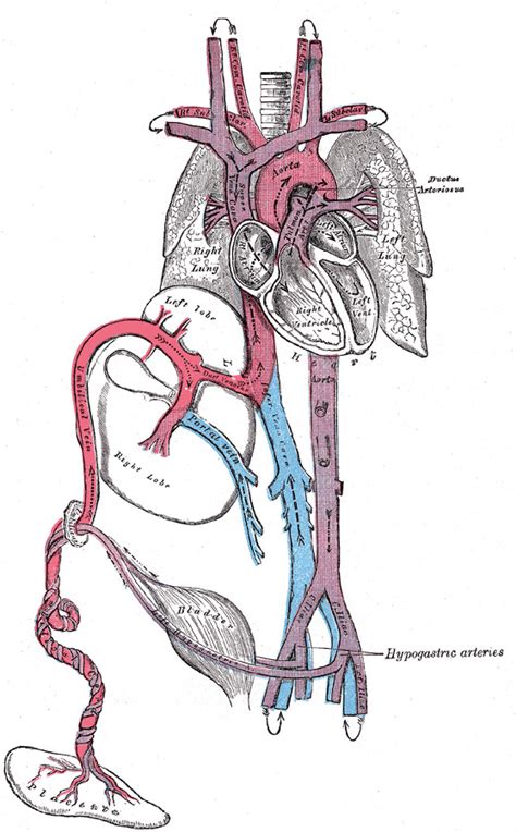 Anatomy Thorax Heart Ductus Arteriosus Statpearls Ncbi Bookshelf