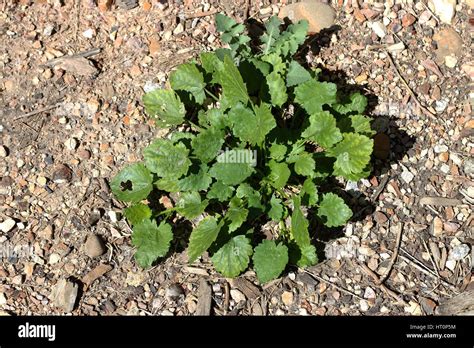 Australian Weeds Hi Res Stock Photography And Images Alamy