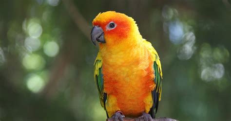 4k Parrot Wallpapers Wallpaper Cave