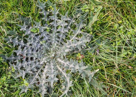 Common Lawn Weeds In South Australia Myhometurf