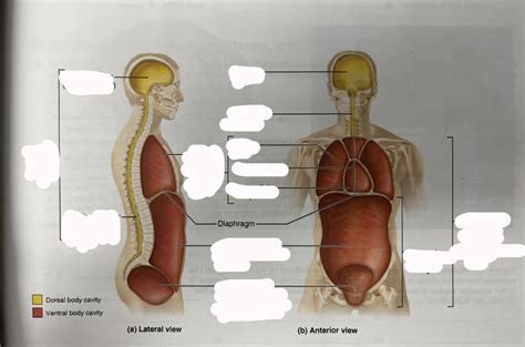 Body Cavities Diagram Quizlet