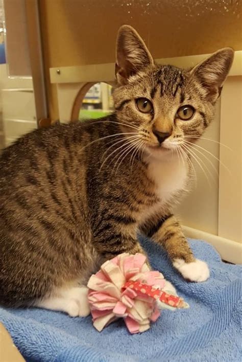 Browse listings of cats up for adoption at pet adoption centers in and around nashville. Meet Pee Wee 22789, a Petfinder adoptable Domestic Short ...