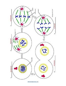 Mitosis Coloring Worksheet