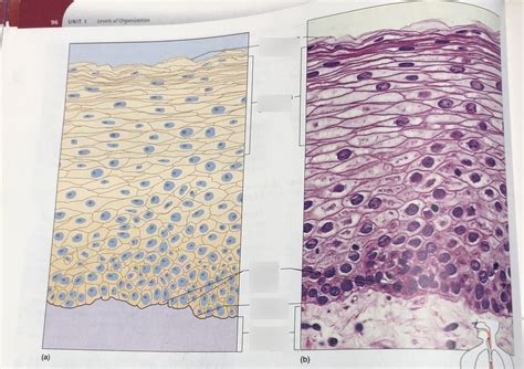 Stratified Squamous Epithelium Diagram Quizlet