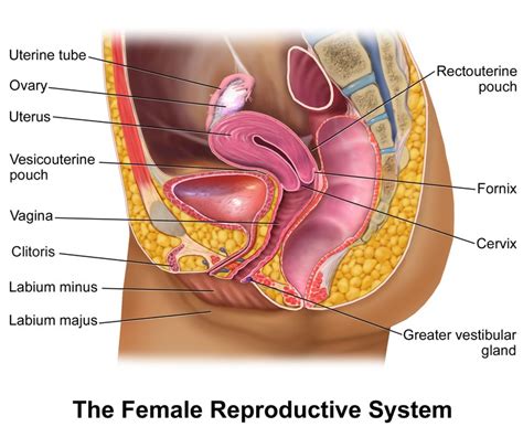 Figure The Female Reproductive System In Females Statpearls