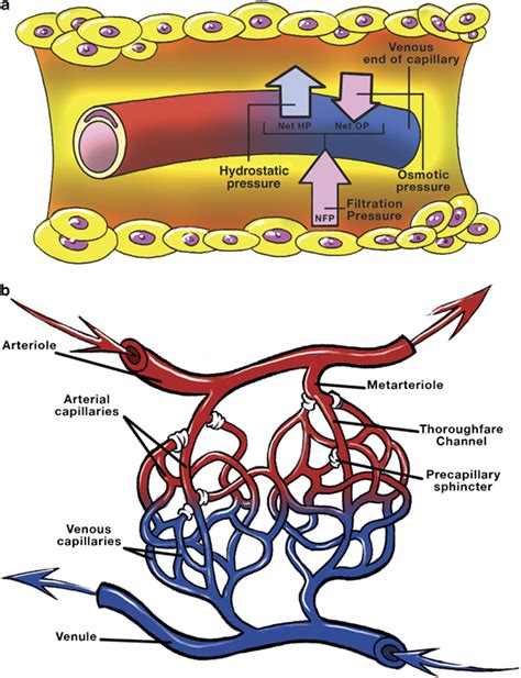 The Movement Of Fluid Between Capillaries And The Interstitial Fluid