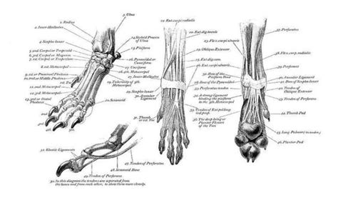 Anatomy of a dogs eye amtmakeup co. Pinterest • The world's catalog of ideas