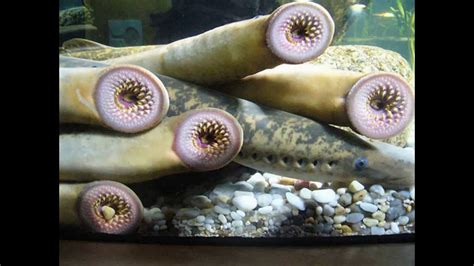 Most Strange Animals In The World Most Weirdest Animals In The World