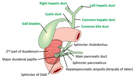 Extrahepatic Biliary Apparatus Anatomy Qa