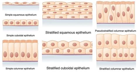 Stratified Squamous Epithelium Diagram