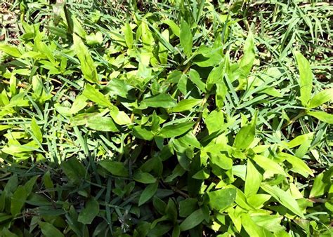 Texas Gardening Pasture Plants Or Grass For Large Properties Reduce