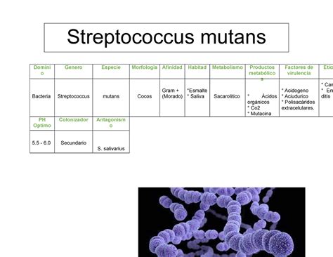 Cuadros Microbiologia Domini O Bacteria Genero Streptococcus Especie