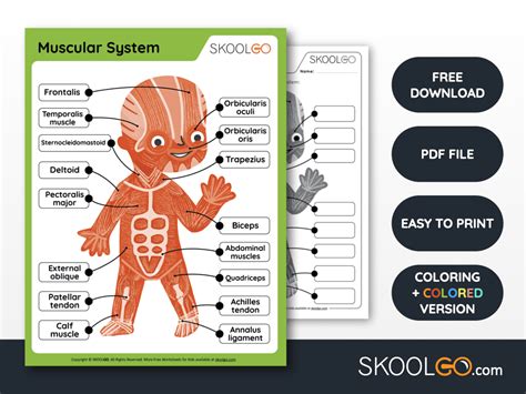 Muscular System Free Worksheet For Kids Skoolgo