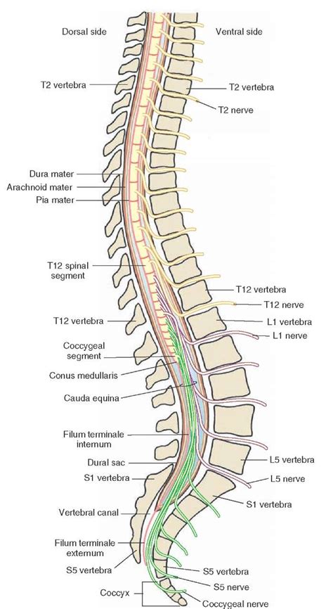 The Spinal Cord Organization Of The Central Nervous System Part 1