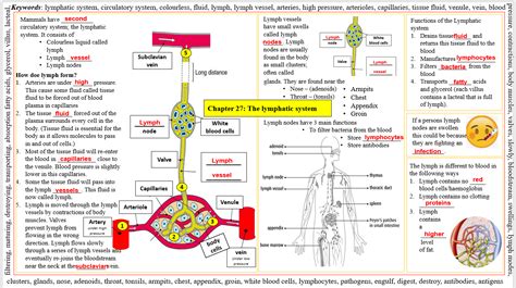 Lymphatic System Concept Map