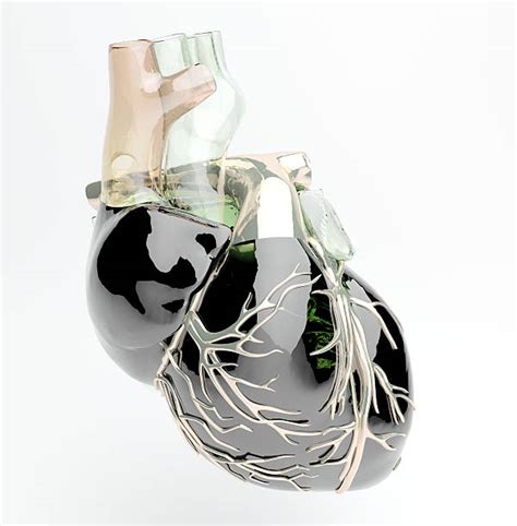 Human Heart Glass Stock Photos Pictures And Royalty Free Images Istock