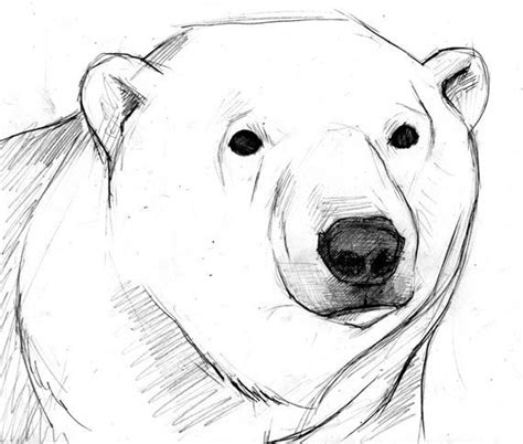 How To Draw A Polar Bear