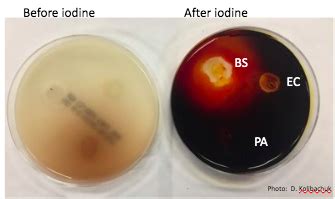 Lab 10 Using Biochem Tests To Identify Bacteria Pt 3 Flashcards Quizlet