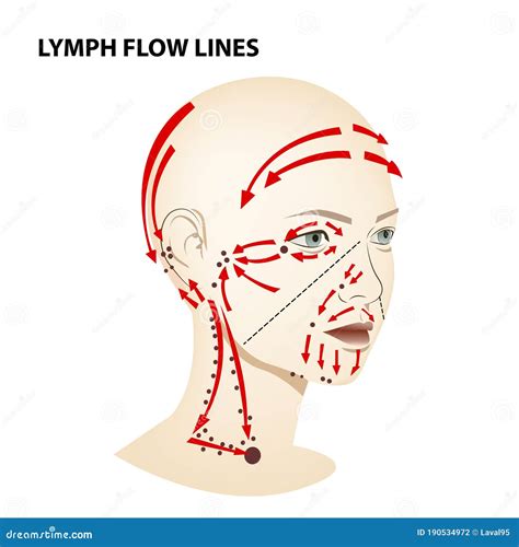 Medical Poster Lymphatic Flow On The Face And Neck Of A Person Vector