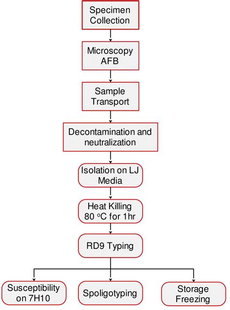 Flow Chart Showing Some Of The Laboratory Procedures Download