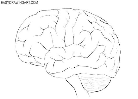 20 Easy Brain Drawing Ideas How To Draw A Brain Blitsy