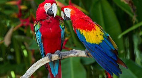 4k Parrot Wallpapers Wallpaper Cave