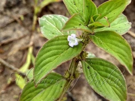 Spermacoce Latifolia Broad Leaf Buttonweed