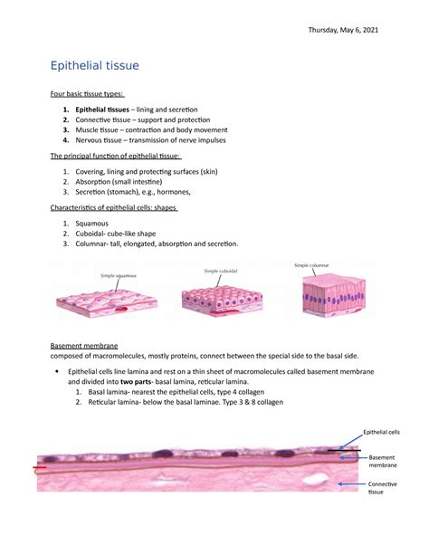 Epithelial Tissue Introduction To Histology Epithelial Tissue Four