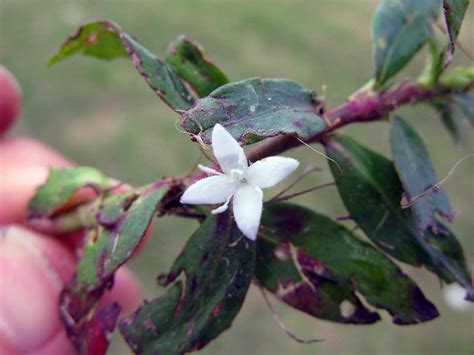 Virginia Buttonweed Control Mississippi State University Extension