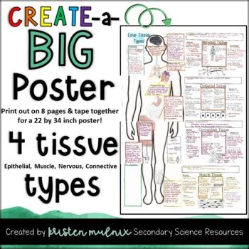 Human Body Tissues And Their Functions