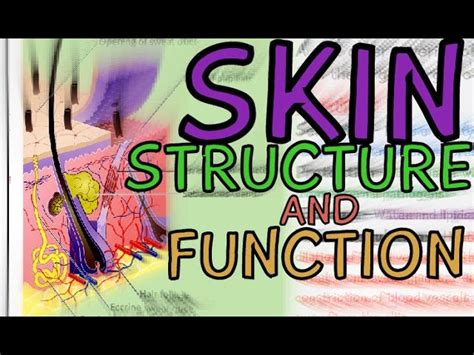 Functions Of The Skin