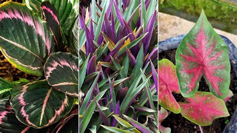 Coloración de las hojas de las plantas