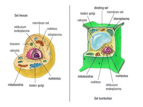 Mempelajari Tentang Pengertian Dan Fungsi Organel Sel