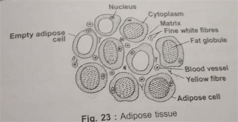 Adipose Tissue Diagram Brainly In