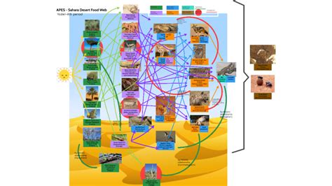 Apes Sahara Desert Food Web By Grace Monson On Prezi