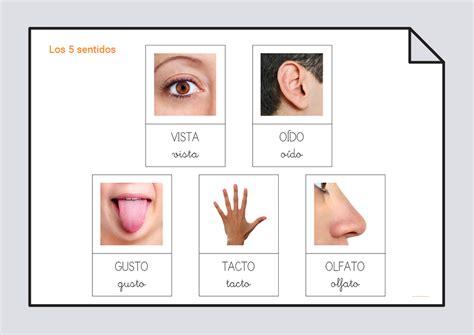 Los 5 Sentidos Habilidades Básicas Soyvisual