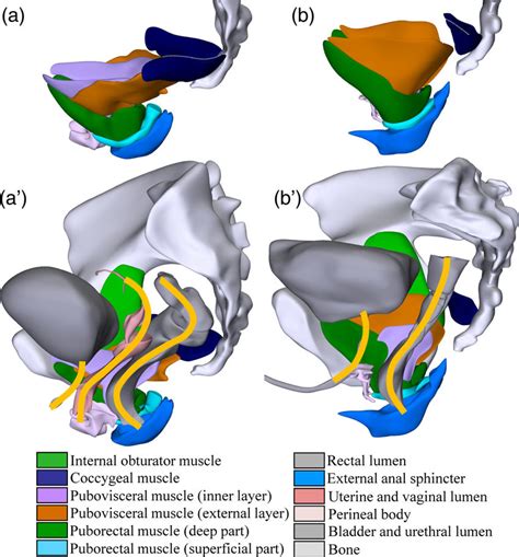 Pelvic Bone Male Vs Female