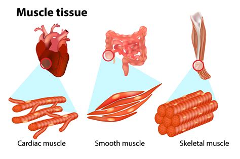 Drawing Of Muscle Tissue Np