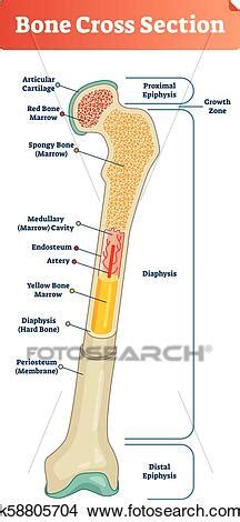 The differences were significant in anterior. Vector illustration scheme of bone cross section. Diagram ...