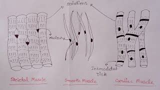 Draw A Neat Labelled Diagram Of Striated Muscle Labeled Diagram