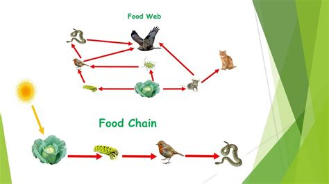 Food Chain And Food Web Fully Explained Youtube