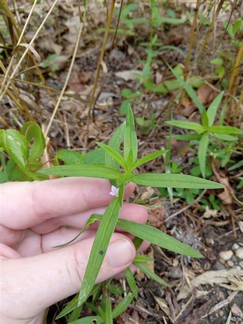 Rough Buttonweed From Omaha Tx 75571 Usa On June 4 2023 At 0244 Pm